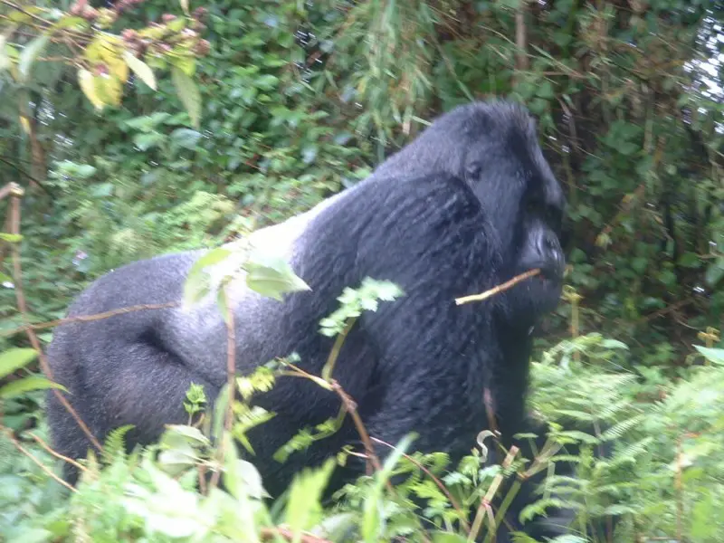 The leader of the Sabyinho gorilla family group in the Virunga mountains in 2003