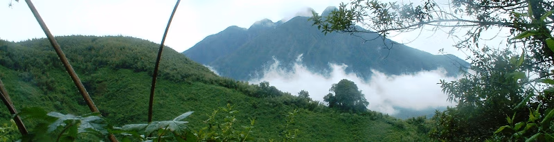 Top 1000 Climate Solution: Impacting the Gorillas' Domain