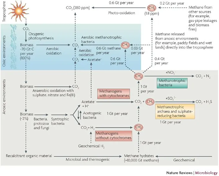 Diagram of methane production and consumption
