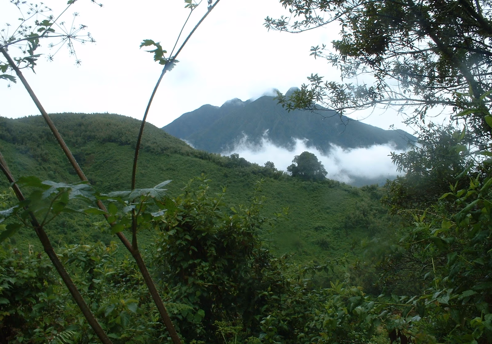 Clouds drift along the base of a green, mountainous slope viewed through foreground foliage.